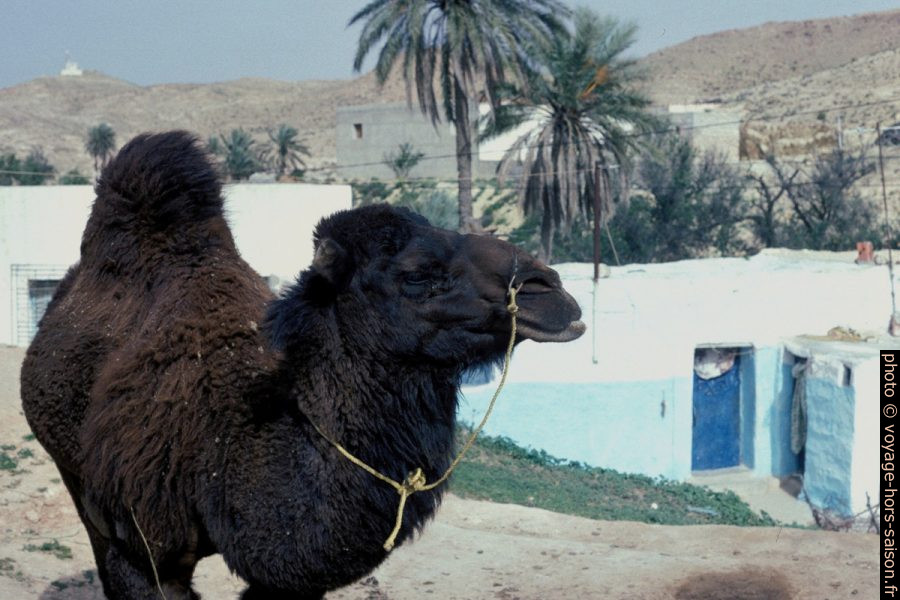 Chameau d'Arabie à Matmata. Photo © André M. Winter