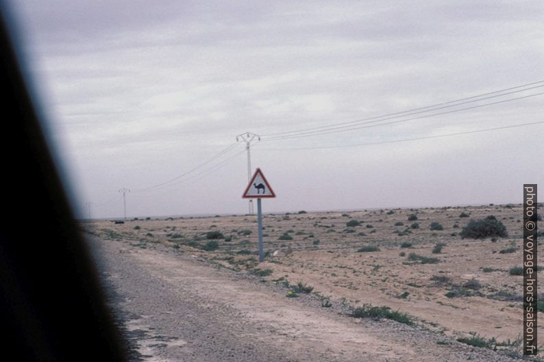 Panneau Attention aux chameaux. Photo © André M. Winter