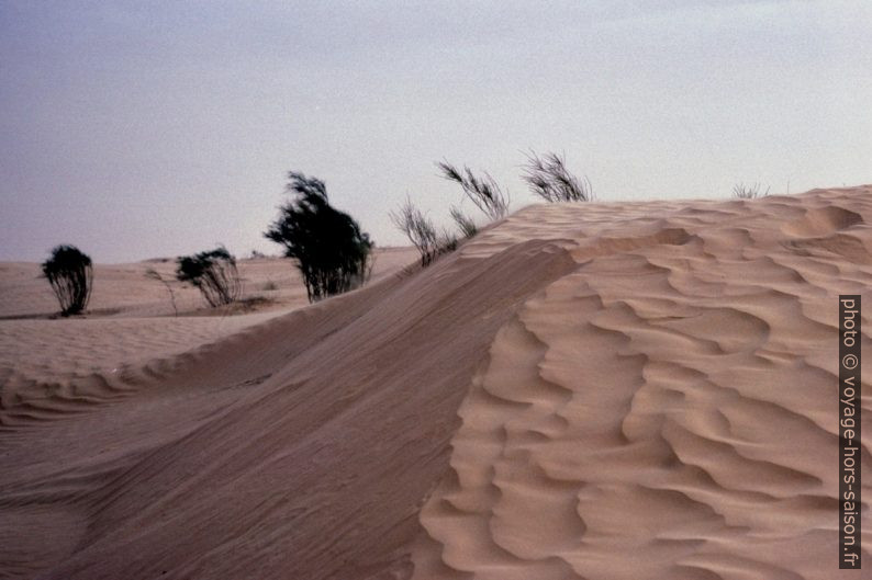 Dune dans l'Erg Zmilet. Photo © André M. Winter