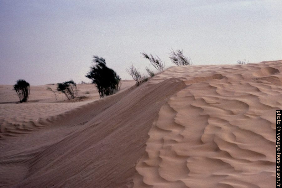 Dune dans l'Erg Zmilet. Photo © André M. Winter