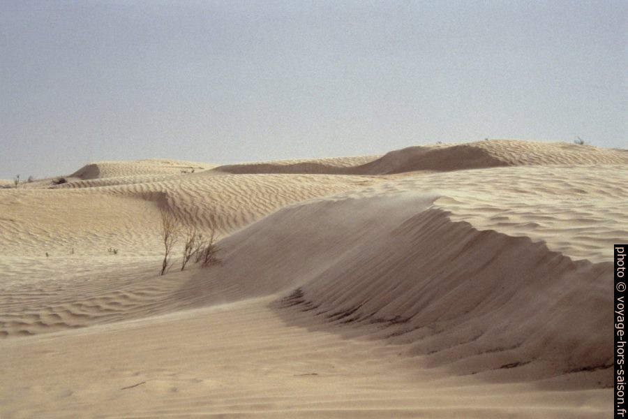 Dunes dans l'Erg Zmilet. Photo © André M. Winter