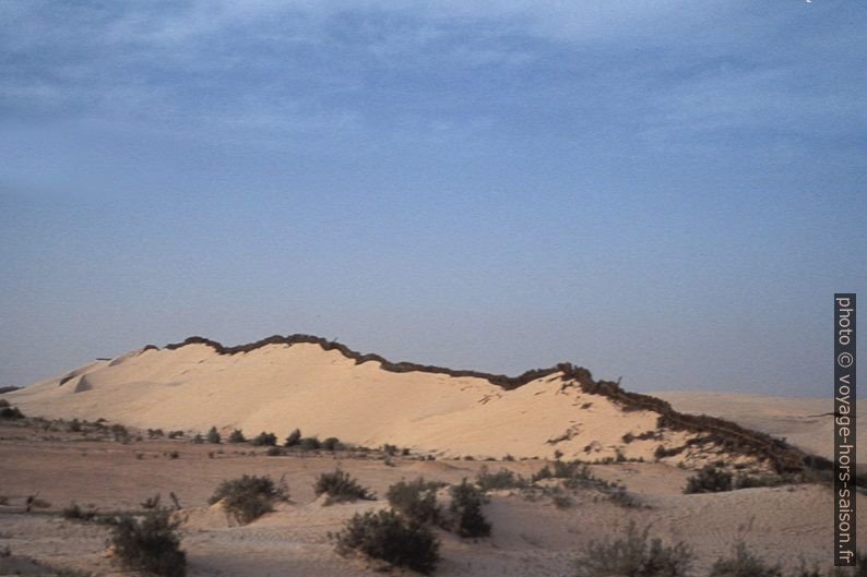 Dune stabilisée par feuilles de palmiers. Photo © André M. Winter