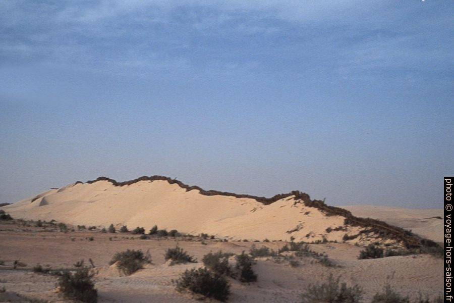 Dune stabilisée par feuilles de palmiers. Photo © André M. Winter