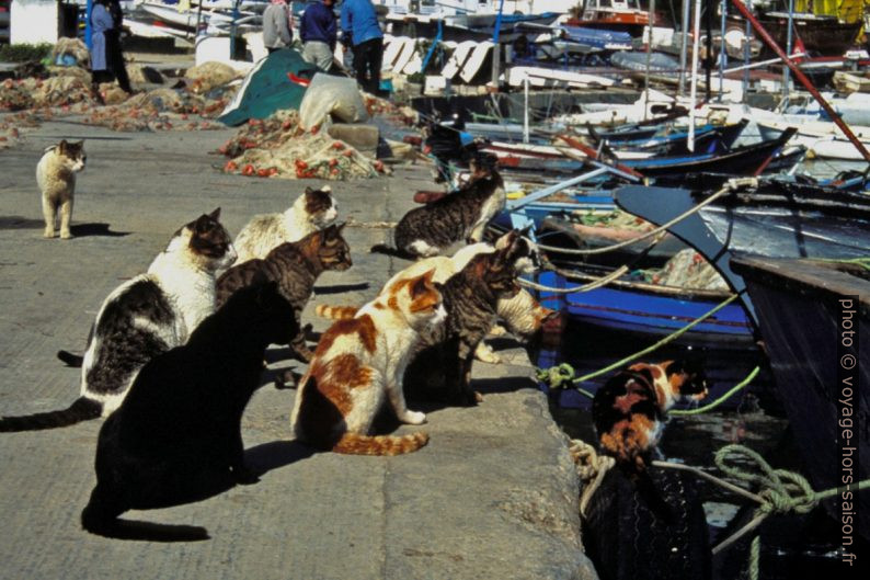 Des chats attendent le retour des pêcheurs. Photo © André M. Winter