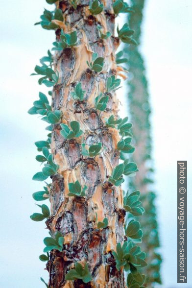Tige d'ocotillo avec des jeunes feuilles. Photo © André M. Winter