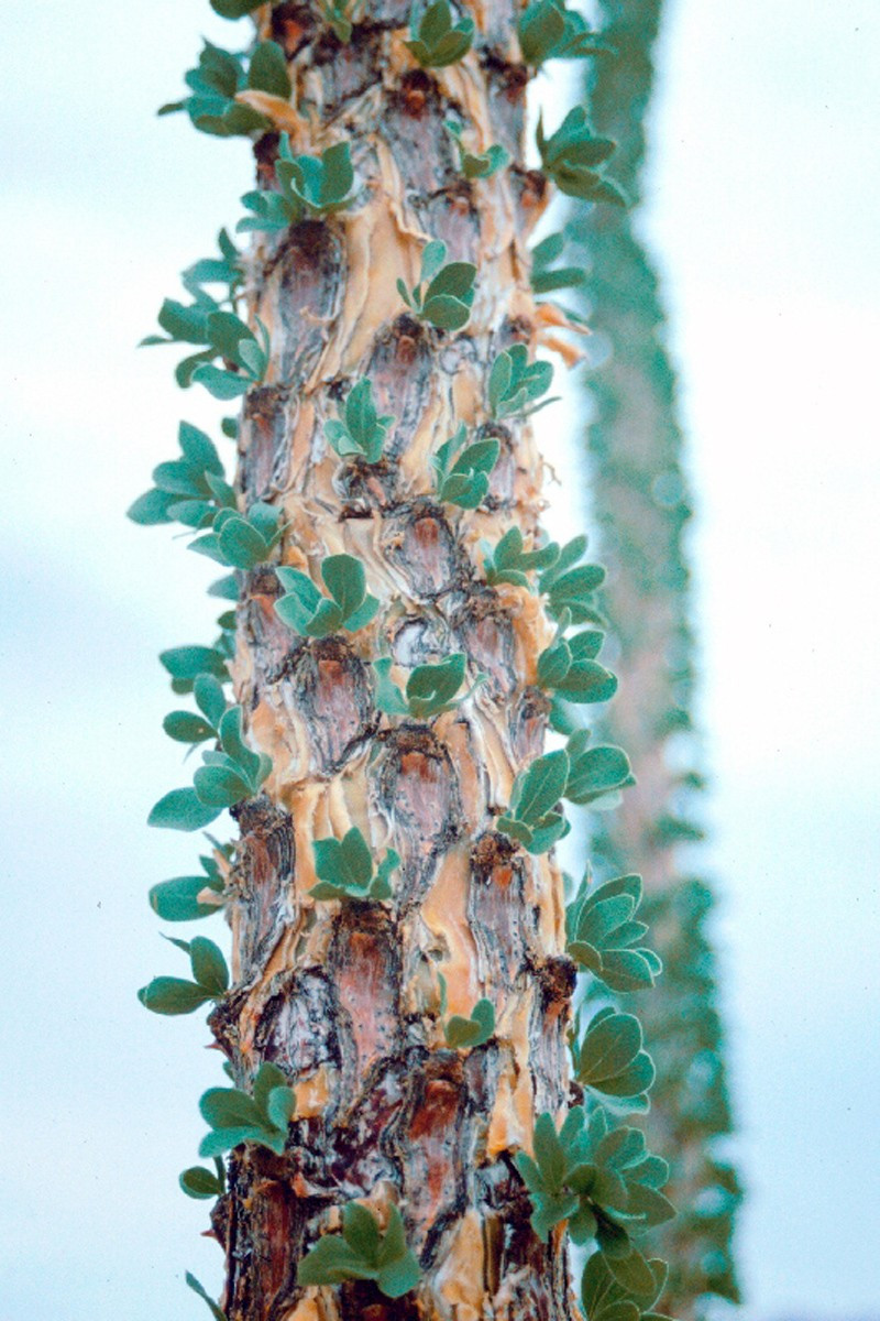 Tige d'ocotillo avec des jeunes feuilles. Photo © André M. Winter