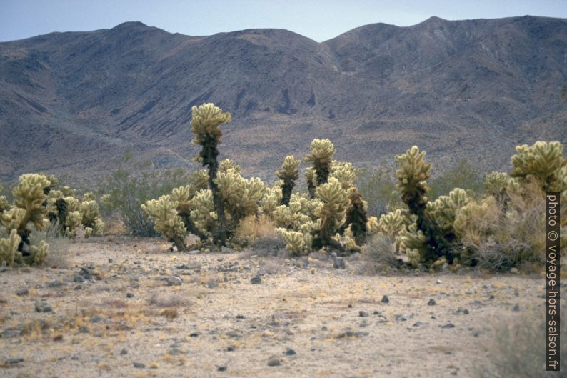 Cactées Teddy Bear Cholla. Photo © André M. Winter