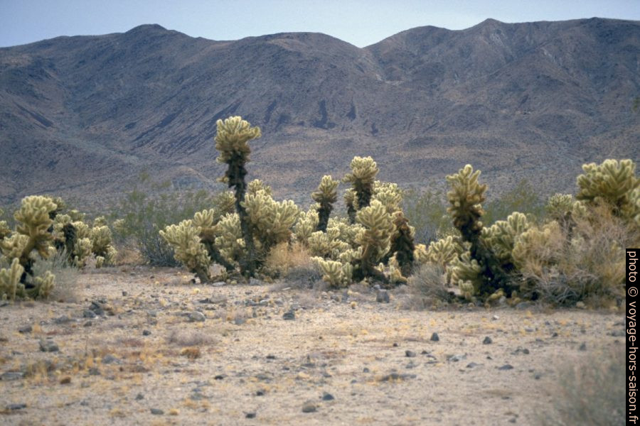 Cactées Teddy Bear Cholla. Photo © André M. Winter