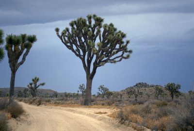 Grands arbres de Josué dans Joshua Tree National Park. Photo © André M. Winter