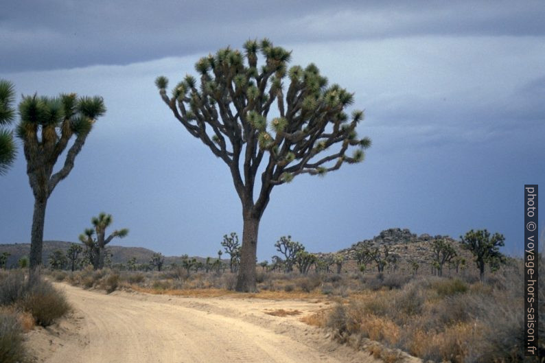 Grands arbres de Josué dans Joshua Tree National Park. Photo © André M. Winter