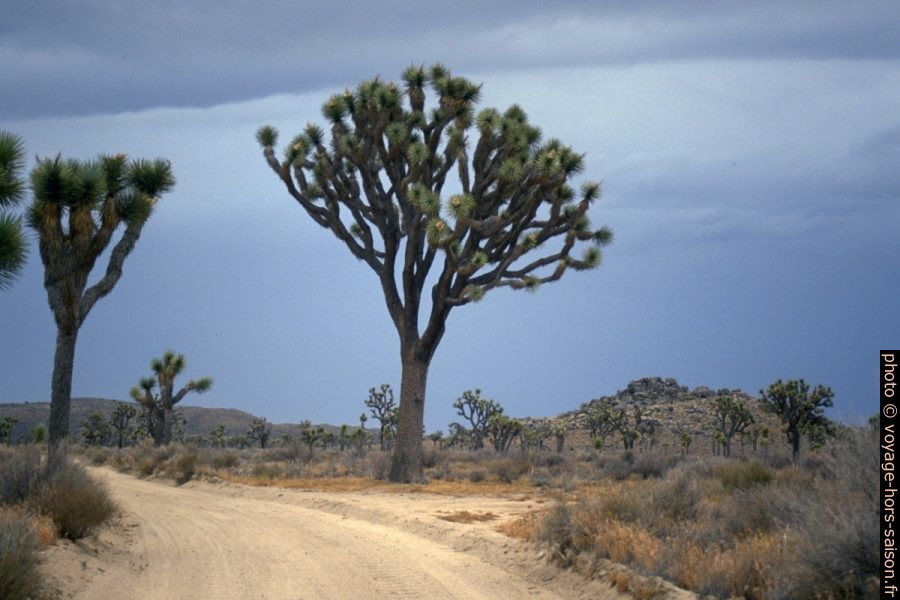 Grands arbres de Josué dans Joshua Tree National Park. Photo © André M. Winter