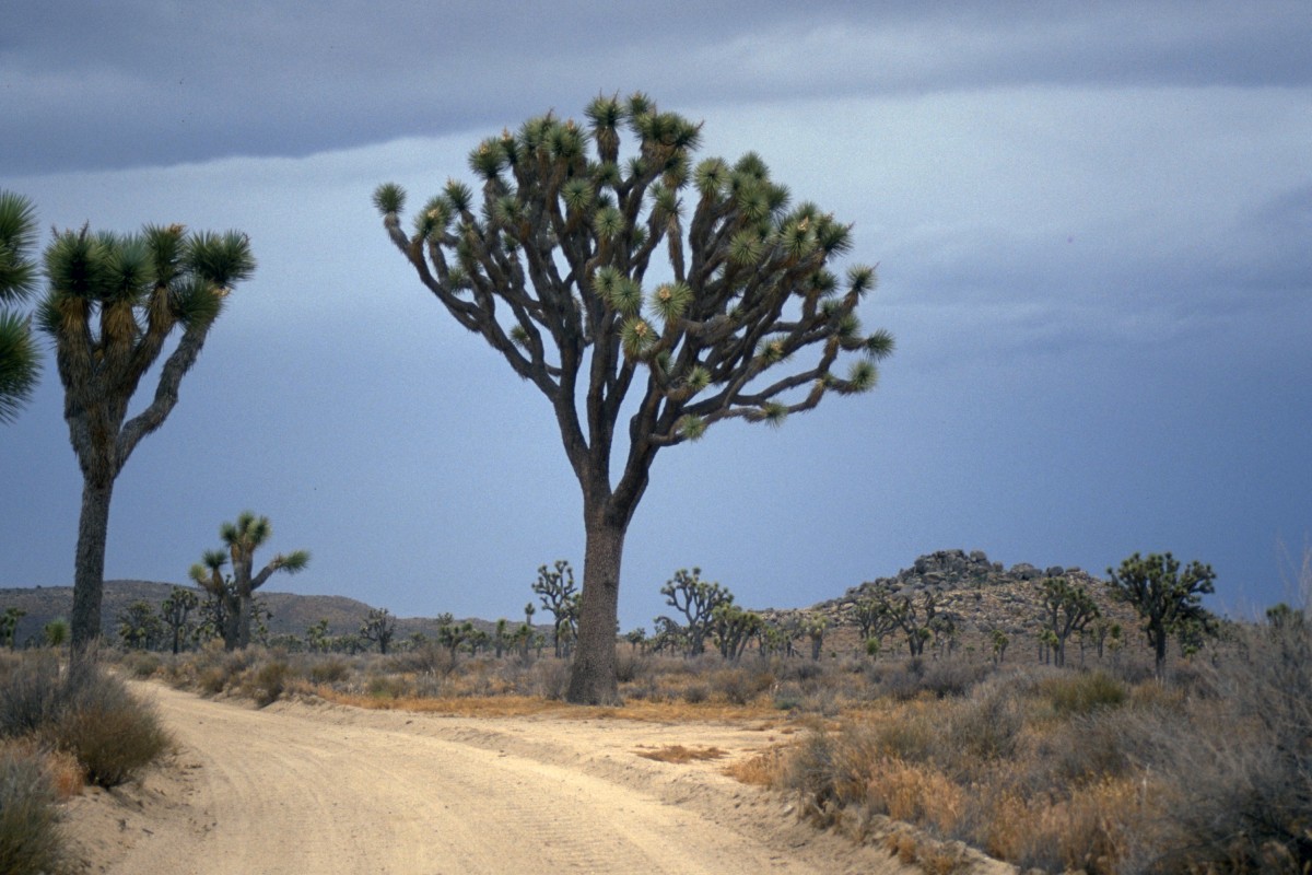 Grands arbres de Josué dans Joshua Tree National Park. Photo © André M. Winter