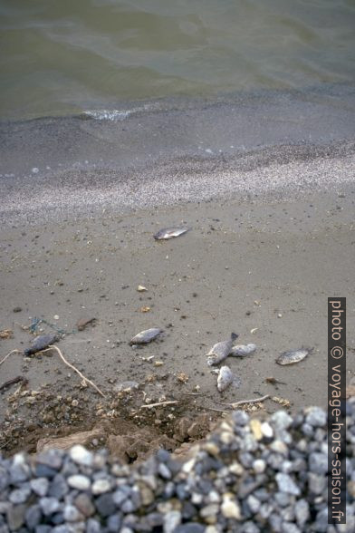 Poissons morts sur les berges du lac Salton Sea. Photo © André M. Winter