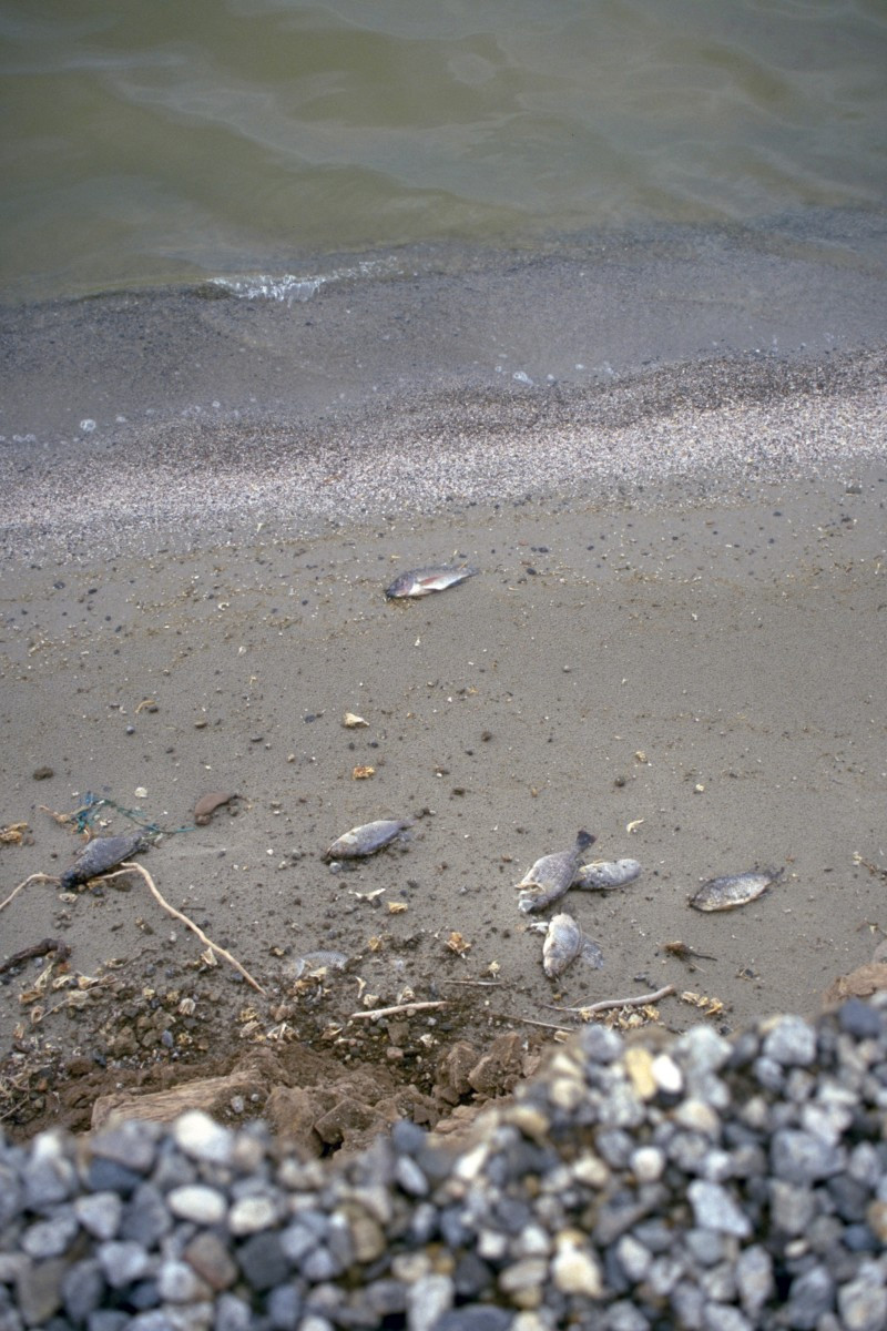 Poissons morts sur les berges du lac Salton Sea. Photo © André M. Winter