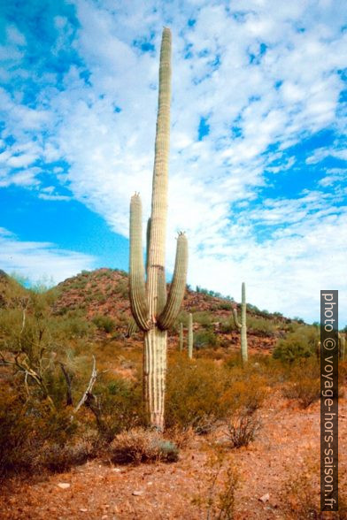 Saguaro aux fleurs blanches. Photo © André M. Winter