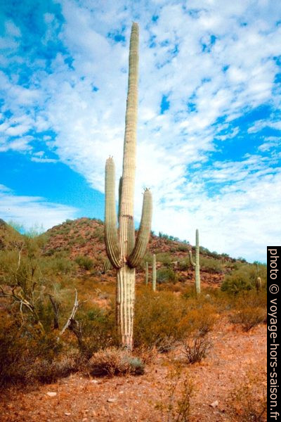 Saguaro aux fleurs blanches. Photo © André M. Winter