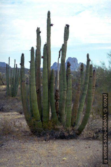 Cactus orgue dans l'Organ Pipe Cactus National Park. Photo © André M. Winter