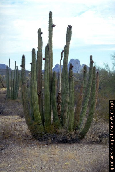 Cactus orgue dans l'Organ Pipe Cactus National Park. Photo © André M. Winter