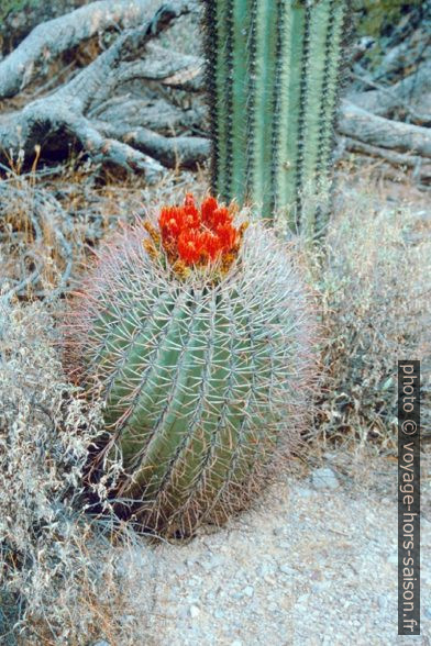 Cactus en fleurs. Photo © André M. Winter