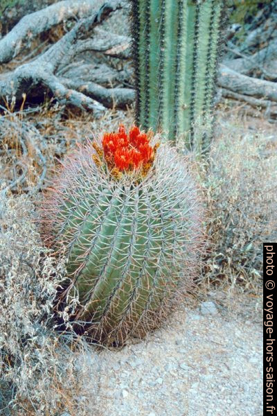 Cactus en fleurs. Photo © André M. Winter
