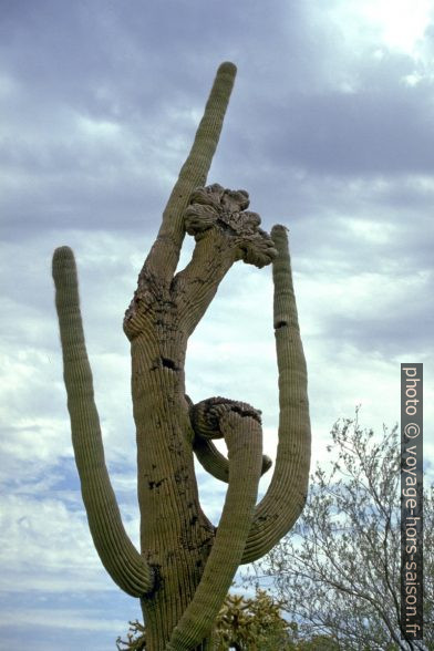 Saguaro cristée dans l'Organ Pipe Cactus National Monument. Photo © André M. Winter