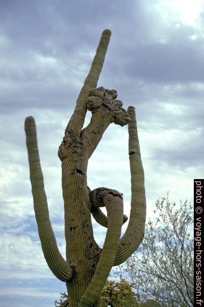 Saguaro cristée dans l'Organ Pipe Cactus National Monument. Photo © André M. Winter