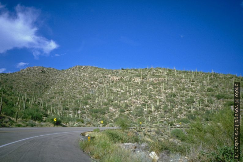 Saguaros au nord de Tuscon. Photo © André M. Winter