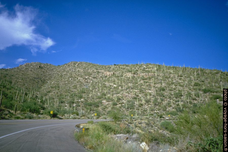 Saguaros au nord de Tuscon. Photo © André M. Winter