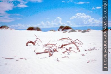 Bois mort sur la Big Dune dans le White Sands NM. Photo © André M. Winter