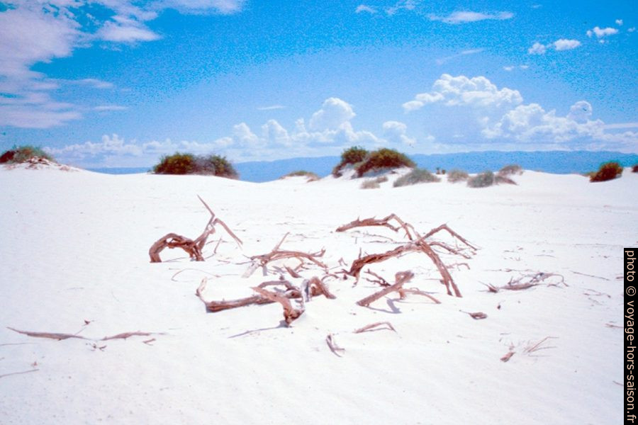 Bois mort sur la Big Dune dans le White Sands NM. Photo © André M. Winter