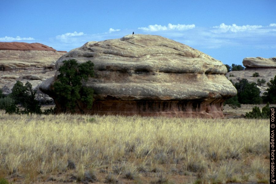 Rocher circulaire du Squaw Flat Campground. Photo © André M. Winter