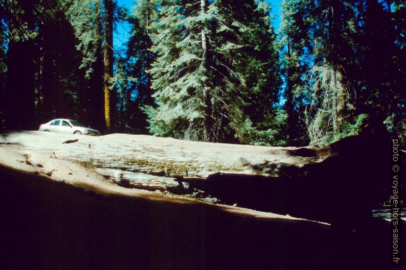 Auto Log dans le Sequoia Nationalpark. Photo © André M. Winter