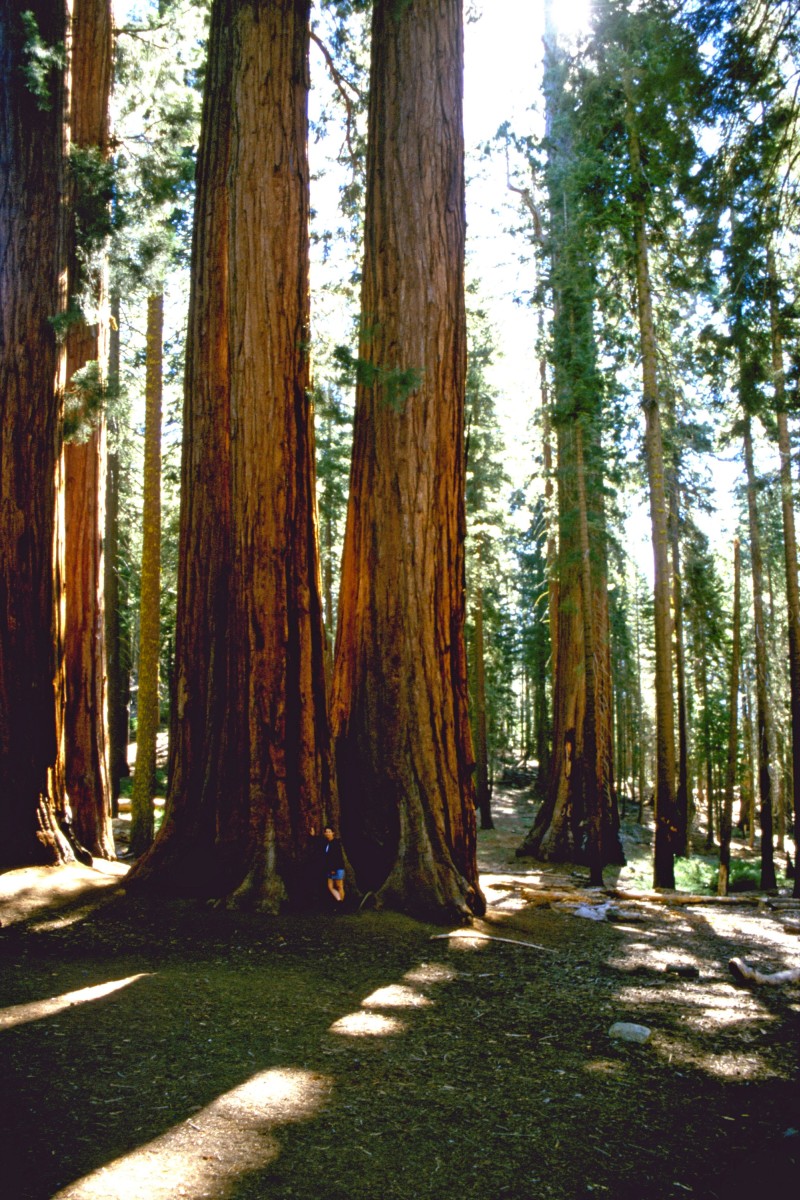 Alex près d'un arbre géant. Photo © André M. Winter