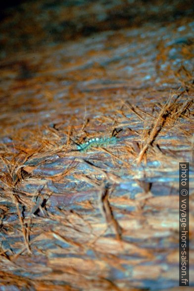 Chenilles urticantes dans le Sequoia National Park. Photo © André M. Winter