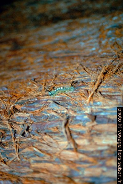 Chenilles urticantes dans le Sequoia National Park. Photo © André M. Winter
