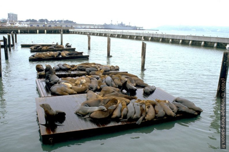 Otaries de Californie sur le Pier 39 à San Francisco. Photo © André M. Winter