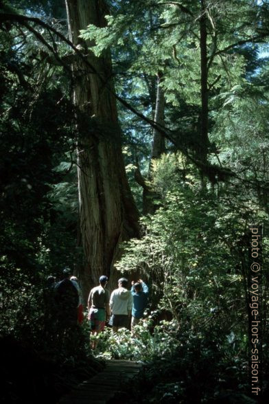 Randonnée sur le Big Cedar Trail de Meares Island. Photo © Peter Sykora