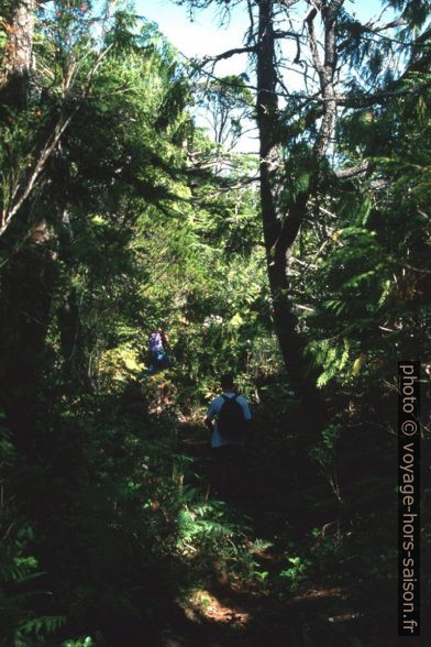 La forêt au centre de Vargas Island. Photo © Peter Sykora