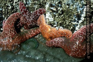 Etoiles de mer. Photo © Peter Sykora