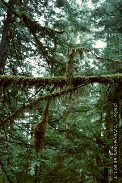 Branches d'arbres couvertes de lichens. Photo © Peter Sykora