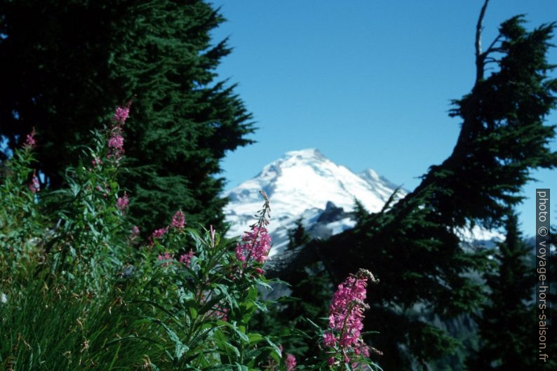 Fleurs estivales devant le Mt. Baker. Photo © Peter Sykora