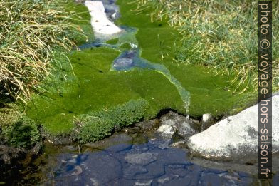 De l'eau de fonte coule par-dessus de la mousse verte. Photo © Alex Medwedeff