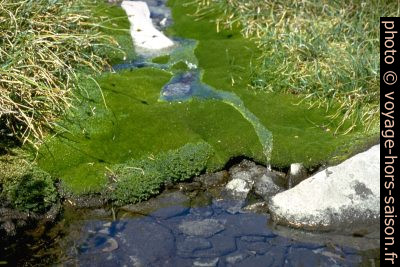De l'eau de fonte coule par-dessus de la mousse verte. Photo © Alex Medwedeff