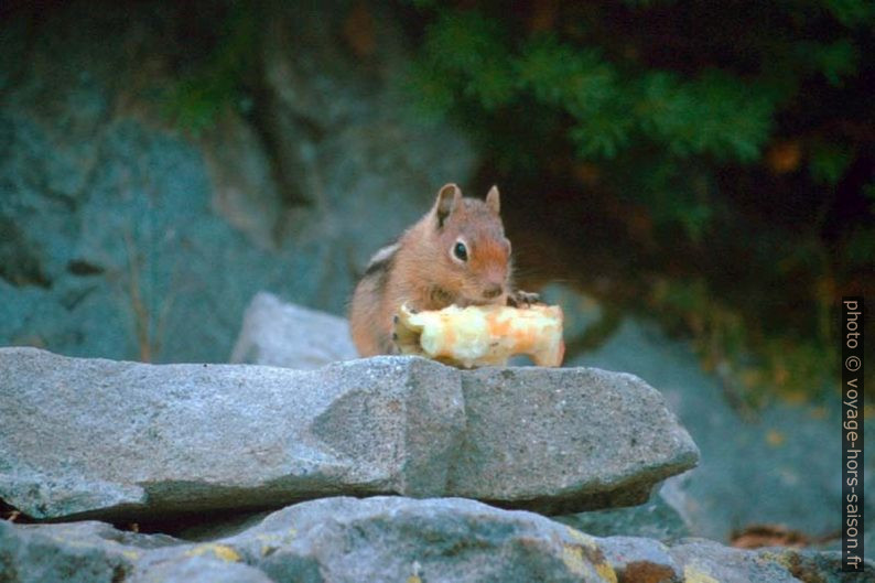 Un écureuils finit le reste le pomme. Photo © André M. Winter