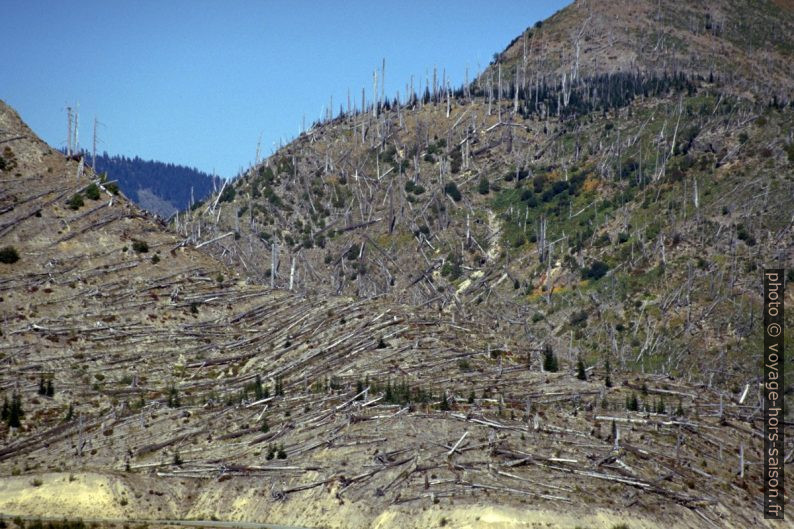 Forêt plié par l'éruption du Mount Saint Helens en 1980. Photo © Alex Medwedeff