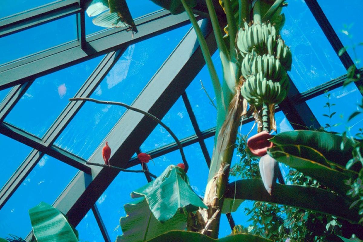 Bananes et oiseaux exotiques. Photo © André M. Winter