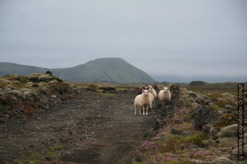 Des moutons islandais craintifs sur la piste F232. Photo © André M. Winter