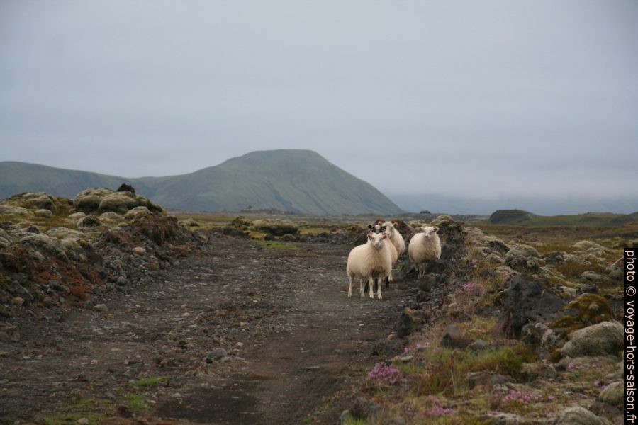 Des moutons islandais craintifs sur la piste F232. Photo © André M. Winter