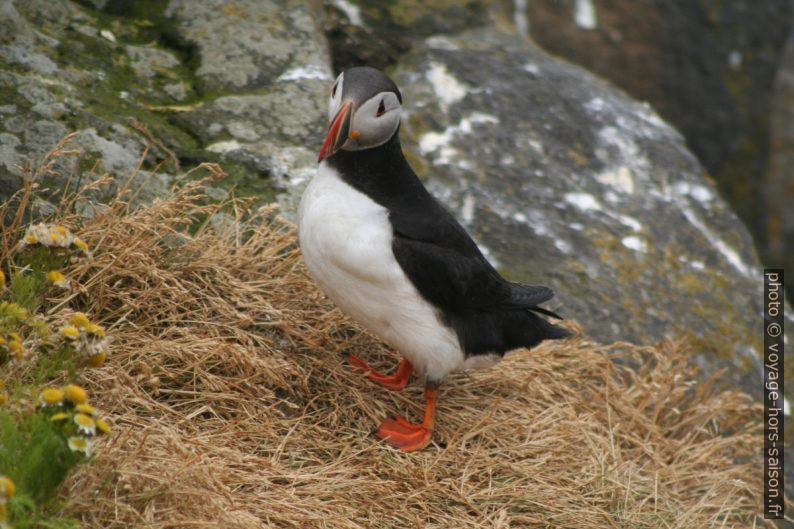 Un macareux moine à Dyrhólaey. Photo © André M. Winter