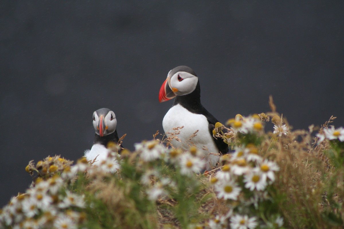 Macareux moines. Photo © André M. Winter